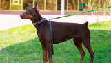 Cách huấn luyện chó Doberman giúp hình thành tính cách tích cực cho chó