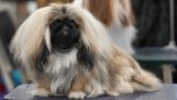 Bạn có thật sự am hiểu về chó Bắc Kinh?