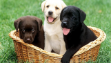 Chó Labrador Retriever giá bao nhiêu? Cách nuôi chó Labrador Retriever tại Việt Nam