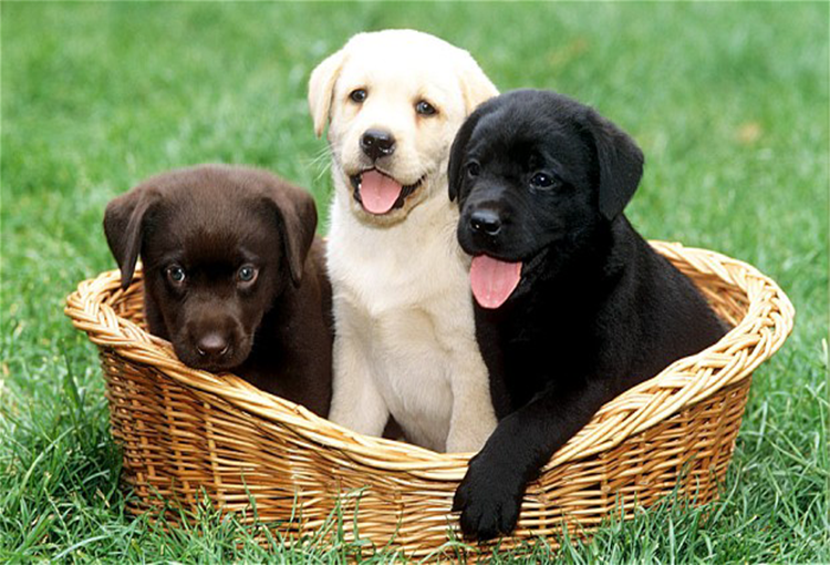 Chó Labrador Retriever giá bao nhiêu? Cách nuôi chó Labrador Retriever tại Việt Nam