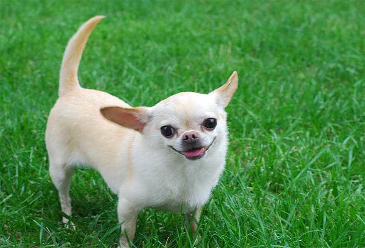 Cách huấn luyện chó Chihuahua tại nhà