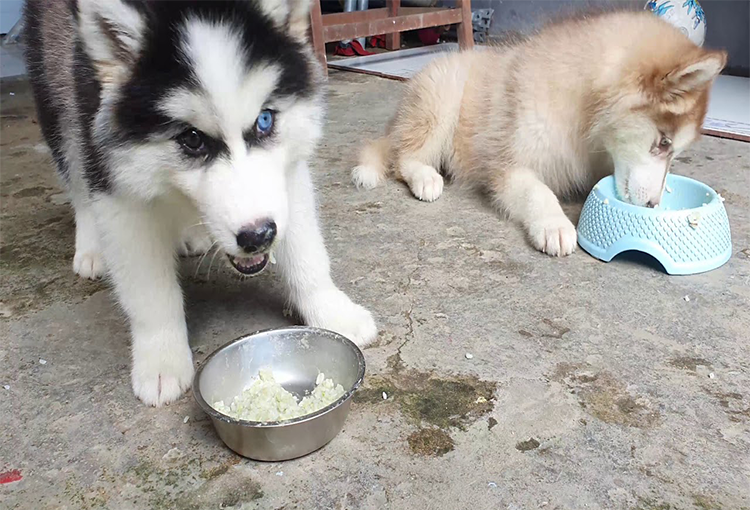 Chó Alaska ăn cơm được không?