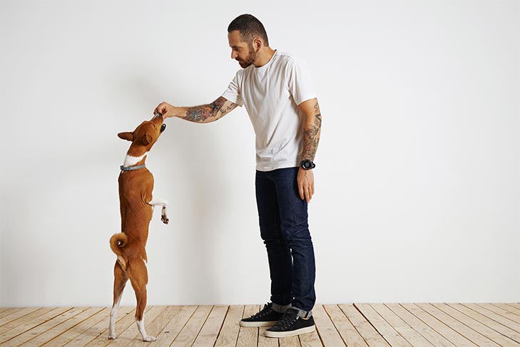 basenji with tattoed man trainer in front of white wall