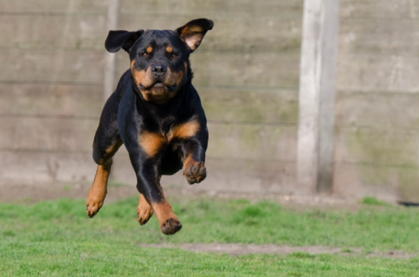 Cách huấn luyện chó Rottweiler hiệu quả?
