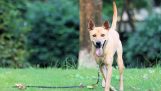 Chia sẻ bí quyết “cách nuôi chó Phú Quốc tại nhà” khỏe mạnh (P2)