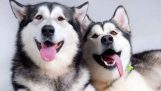 Các bệnh của chó Alaska và cách phòng tránh bệnh hiệu quả (phần 1)