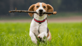 Chó Beagle giá bao nhiêu? Cách nuôi chó Beagle như thế nào là hiệu quả?