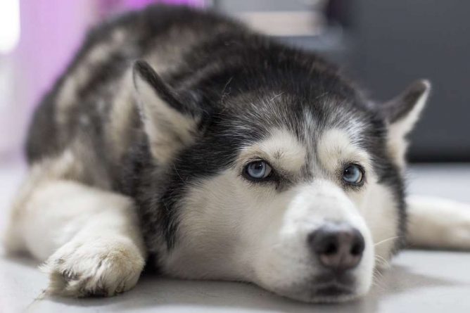 Chó Husky không chịu ăn? Nguyên nhân và cách khắc phục