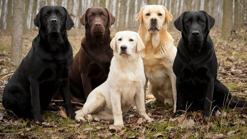 Chó Labrador Retriever giá bao nhiêu? 