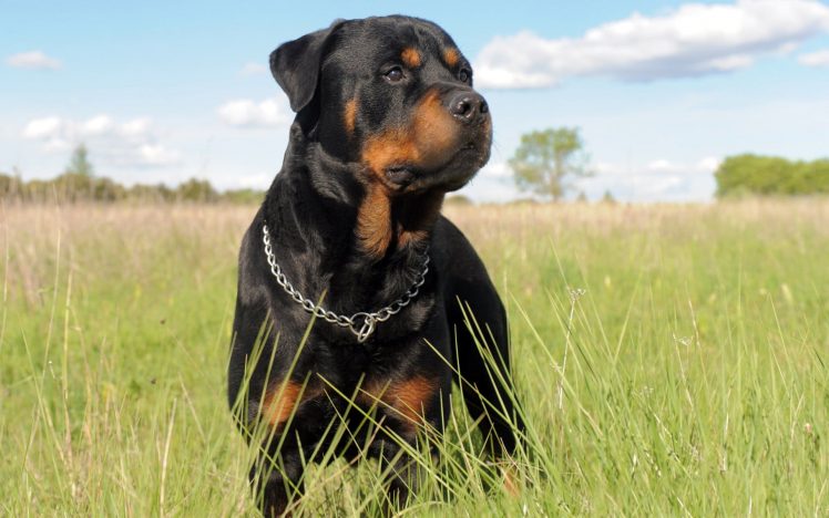 Con người học được gì từ 6 đức tính tuyệt vời của dòng Rottweiler?