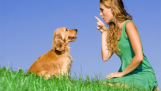 Cách huấn luyện chó nghe lời nhanh nhất