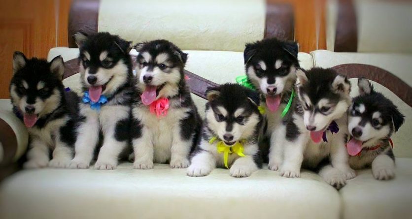 Những chú chó alaska được chủ trang trí thêm vào ngày lễ