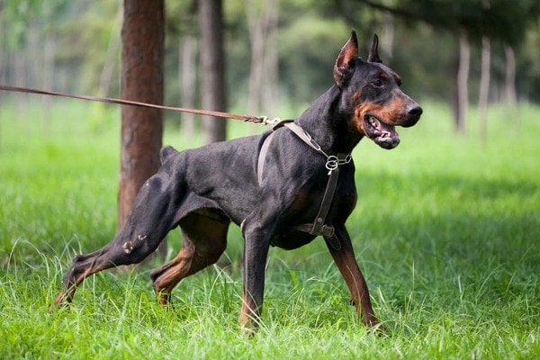 Chó Doberman Pinscher và các đặc điểm hình dáng, tính cách, cách nuôi chó Doberman Pinscher