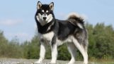 Tiêu chuẩn của chó Alaska là gì? Như thế nào là một chú chó Alaska đẹp chuẩn?